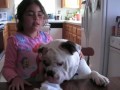Cutest English Bulldog Video