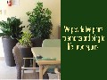 Indoor Plants For Office, Reception Areas & Board Rooms