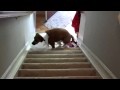 Lucy Conquers Stairs