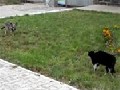 Cat Vs. Dog: Epic Standoff...