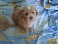/8532a88a70-cutest-puppies-compilation