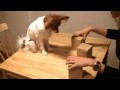 Cute Dog Yawns and Plays Shell Game!