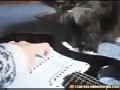 Katze spielt E-Girarre
