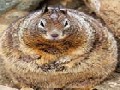 World's Fattest Squirrel