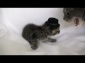 Kitten Wearing a Tiny Hat - Audition Outtakes