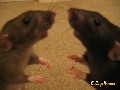 Ratten Contest: Anstarren!