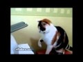 Cat vs. Printer - The Translation