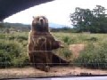 Freundlicher Bär winkt Besuchern