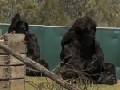 http://www.funsau.com/video/fake-gorillas