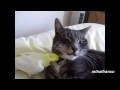 Parrots Annoying Cats Compilation