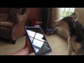 Husky singt mit iPad
