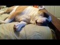 /fc5088bb34-english-bulldog-sleeping-twitching-and-snoring