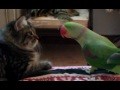 ** Cat vs Parrot **