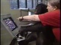 Kluger Affe spielt Pacman