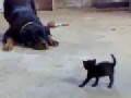 http://www.area50fun.com/de/lustige-videos/tiere/rottweiler-vs-baby-katze/