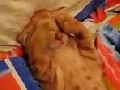 http://www.videobash.com/video_show/sleepy-kitty-hates-morning-light-2833