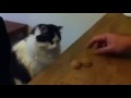 Cat playing shell game