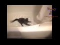 ** Katze hält nichts von einem Bad **