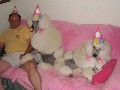 Hunde feiern Geburtstag