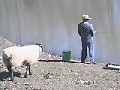 Grundwissen: Alle Schafe hassen Angler!!