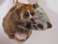 http://www.area50fun.com/en/videos/animals/loris-monkeys-hanging-around/