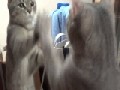 Katze erkennt Ihr Spiegelbild nicht