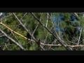 Slow Motion Hummingbirds HD