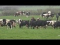 Tanzende Kühe