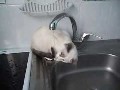 **  Katze spielt mit Wasser  **