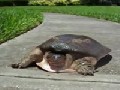 Speed - Turtle