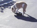 English Bulldog learning to ride a skateboard