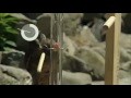 Intelligenz der Vögel - Keas aus Neuseeland