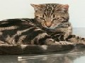 Kitten Swallowed Six-inch TV Aerial