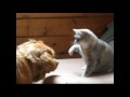Funny cats boxing