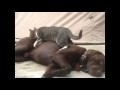 Cat massage