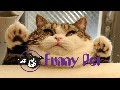 /7ea093271e-best-funny-animals-vines-compilation-new