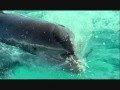 BBC Delfine sind Gute Denker (Teil 1)