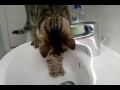 ** Katze am Waschbecken **