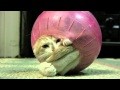 Kitten vs, Hamster Ball