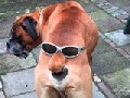/d216df2210-wonderful-use-of-sunglasses-for-the-dog