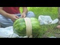 /58293247f2-the-explosion-of-watermelon