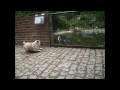 mops pug im zoo