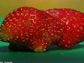 /2b69cb408a-guinea-pig-shaped-strawberry