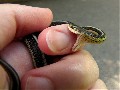 Baby Schlange versucht zu beißen