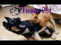Funny Videos Funny Animal Best compilation 2015