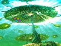 https://armorgames24.blogspot.com/2020/11/thanksgiving-underwater-party-escape.html