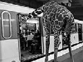 /274e768860-savanna-animals-took-the-paris-metro
