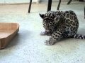 Little Jaguar Baby