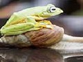 Frog Riding A Snail