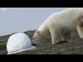 Polarbär zerstörrt Kamera